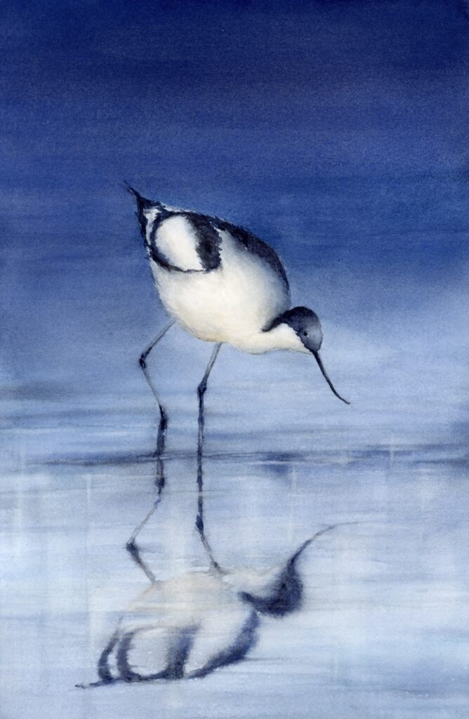 nadegevicaire_Avocette élégante