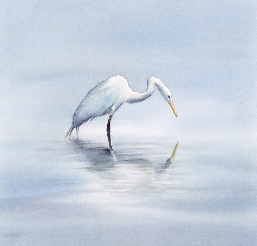aigrette garzette